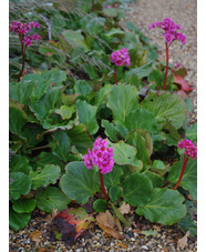 Bergenia 'Morgenröte'