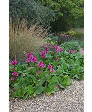 Bergenia 'Morgenröte'