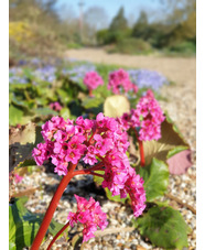 Bergenia 'Morgenröte'