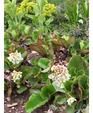 Bergenia 'Mrs Crawford' 