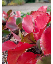 Bergenia 'Mrs Crawford' 