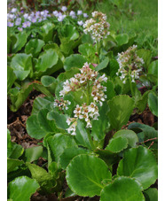 Bergenia 'Mrs Crawford' 