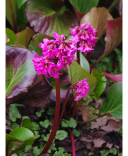 Bergenia 'David'
