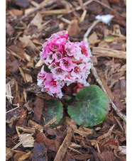 Bergenia pacumbis