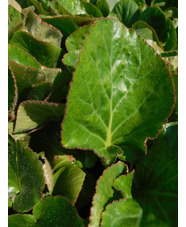 Bergenia pacumbis