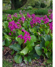 Bergenia 'Pugsley's Pink'