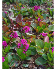 Bergenia 'Pugsley's Pink'