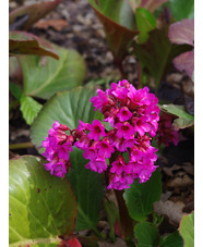 Bergenia 'Pugsley's Pink'