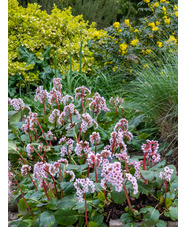 Bergenia 'Schneekönigin'