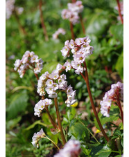 Bergenia 'Schneekönigin'