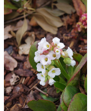 Bergenia stracheyi Alba Group