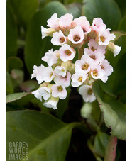 Bergenia stracheyi Alba Group