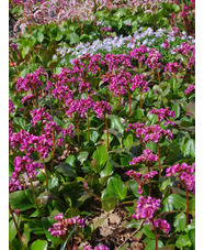 Bergenia stracheyi