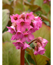 Bergenia 'Sunningdale'