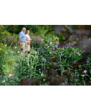 Summer Solstice in the Garden