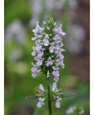 Betonica officinalis 'Rosie Ripple'