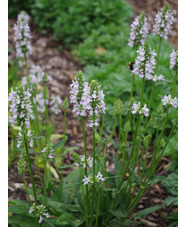 Betonica officinalis 'Rosie Ripple'