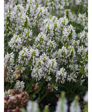 Betonica officinalis 'Wisley White'