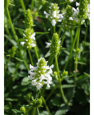 Betonica officinalis 'Wisley White'