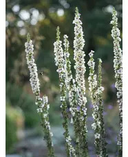 Verbascum chaixii