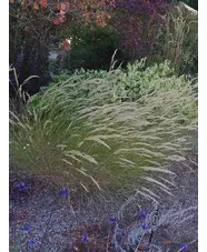 Stipa calamagrostis