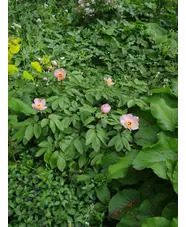 Paeonia 'Avant Garde'