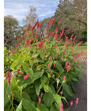 Bistorta amplexicaulis 'Arends Stolz'