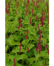 Bistorta amplexicaulis 'Arends Stolz'