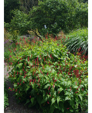 Bistorta amplexicaulis 'Arends Stolz'