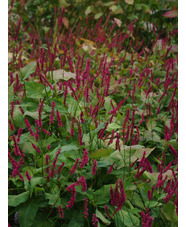 Bistorta amplexicaulis 'Atrosanguinea'