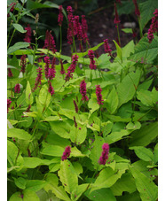 Bistorta amplexicaulis 'Golden Arrow'