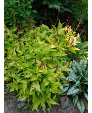Bistorta amplexicaulis 'Golden Arrow'