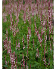 Bistorta amplexicaulis 'Rosea'