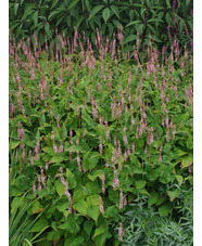 Bistorta amplexicaulis 'Rosea'