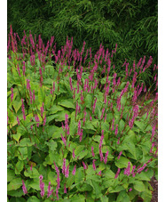 Bistorta amplexicaulis 'Rubie's Pink'