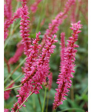 Bistorta amplexicaulis 'Rubie's Pink'