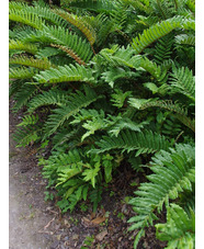 Blechnum chilense