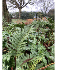 Blechnum chilense