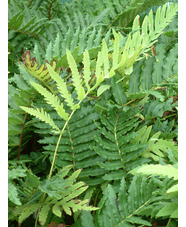 Blechnum chilense
