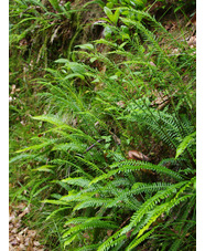 Blechnum spicant