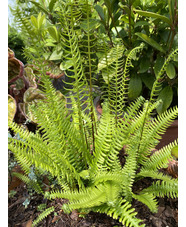 Blechnum spicant