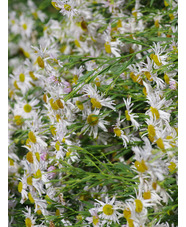 Boltonia asteroides