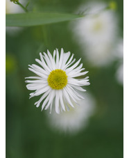 Boltonia asteroides