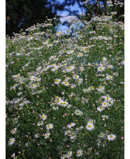 Boltonia asteroides