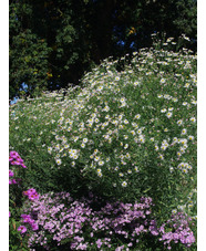 Boltonia asteroides