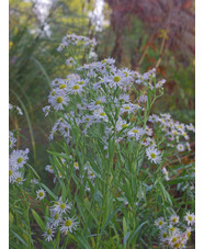 Boltonia asteroides