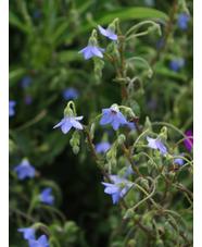 Borago pygmaea