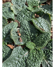 Borago pygmaea