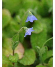 Borago pygmaea