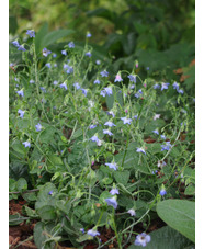 Borago pygmaea